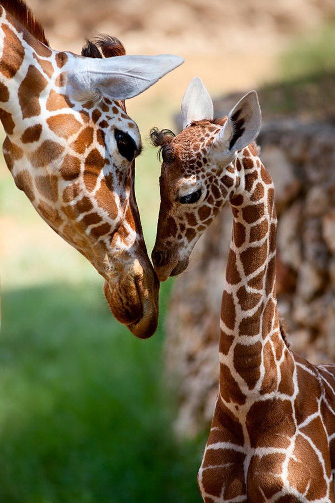 pinterest photography, love