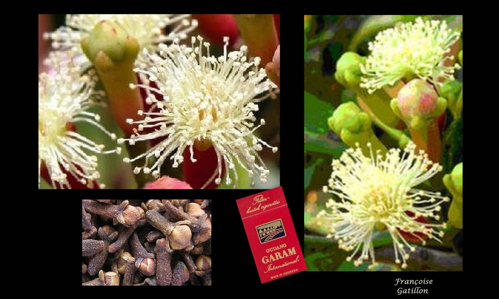 Blog Sur Bali Fleurs Fruits Plantes Bunga Buah Tanaman