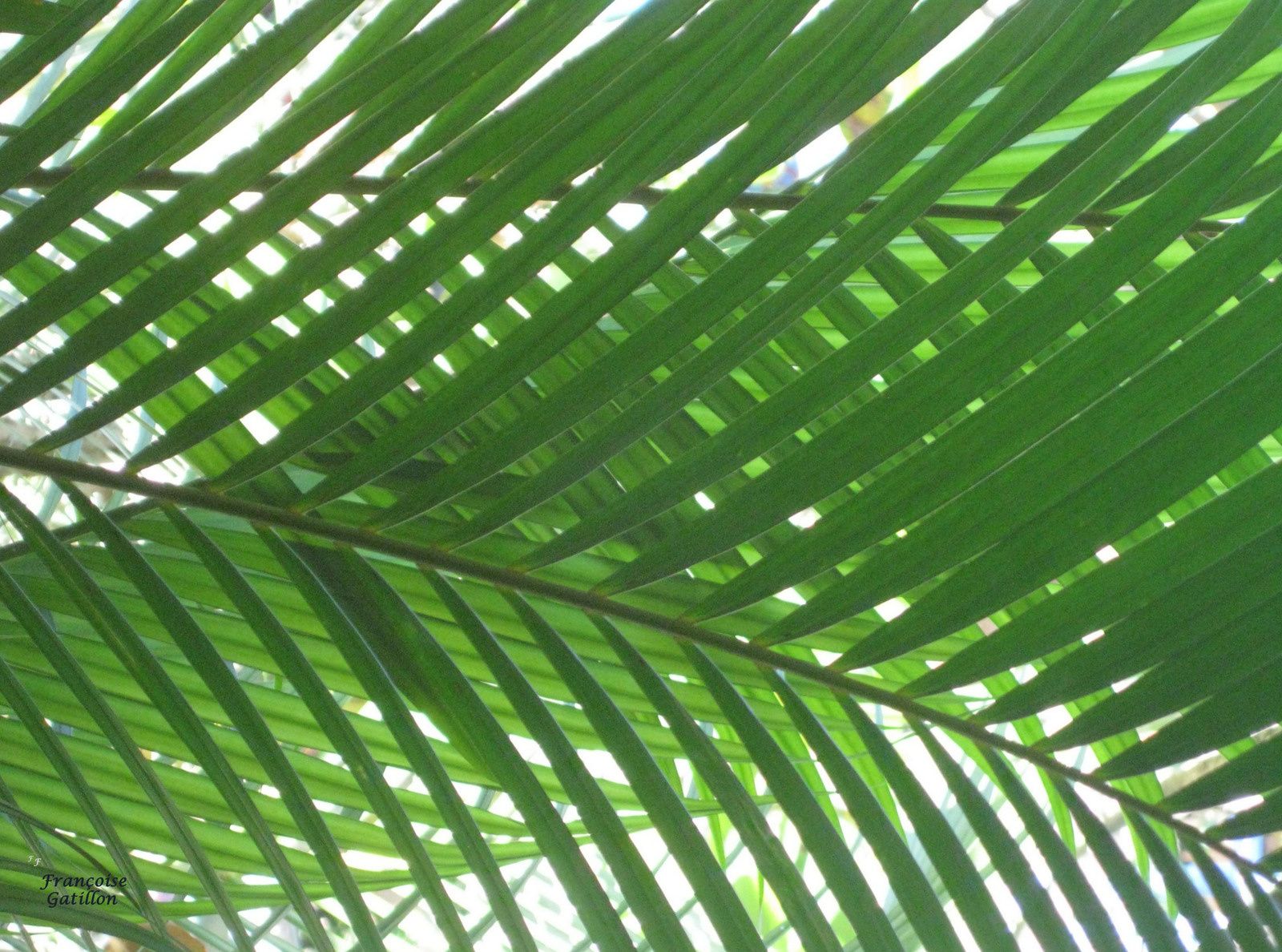 Blog Balibalik Tanaman Di Bali Plantes Fleurs Fruits Bunga