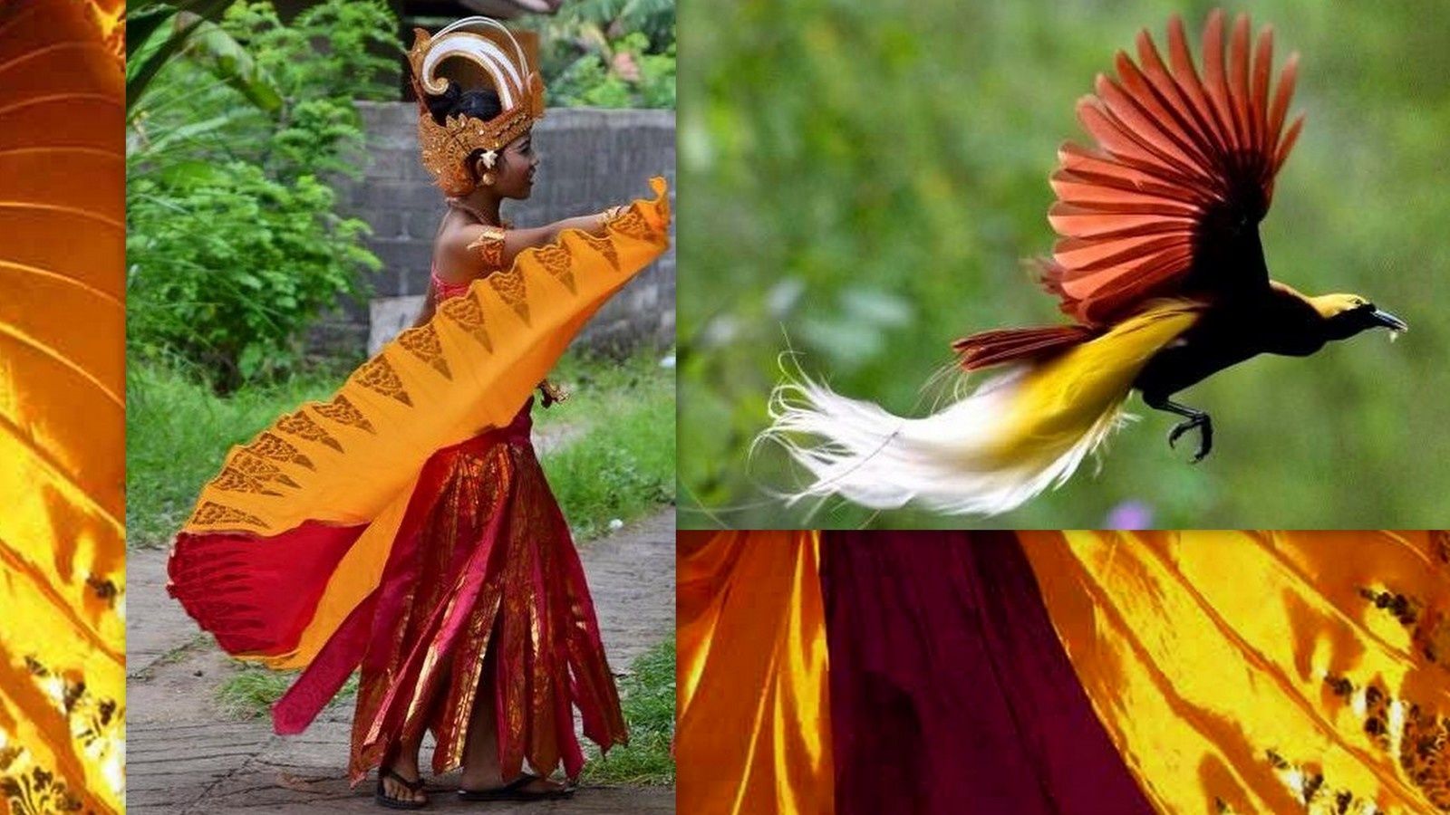 La Danse De Loiseau Du Paradis Bali Et En Papouasie Tari