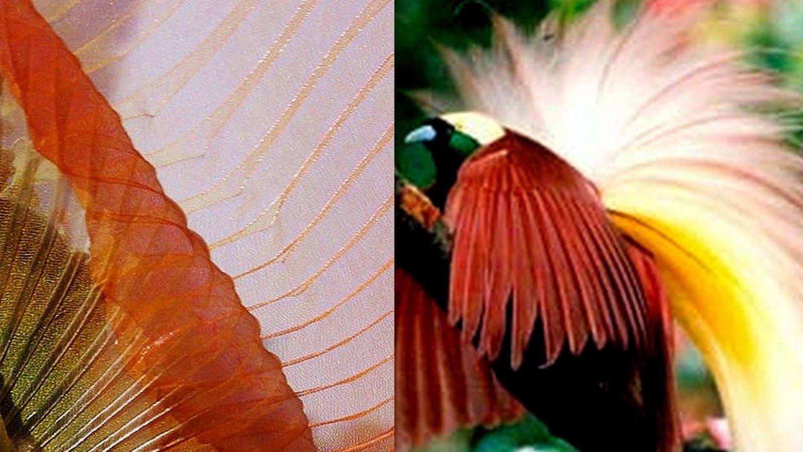 La Danse De Loiseau Du Paradis Bali Et En Papouasie Tari