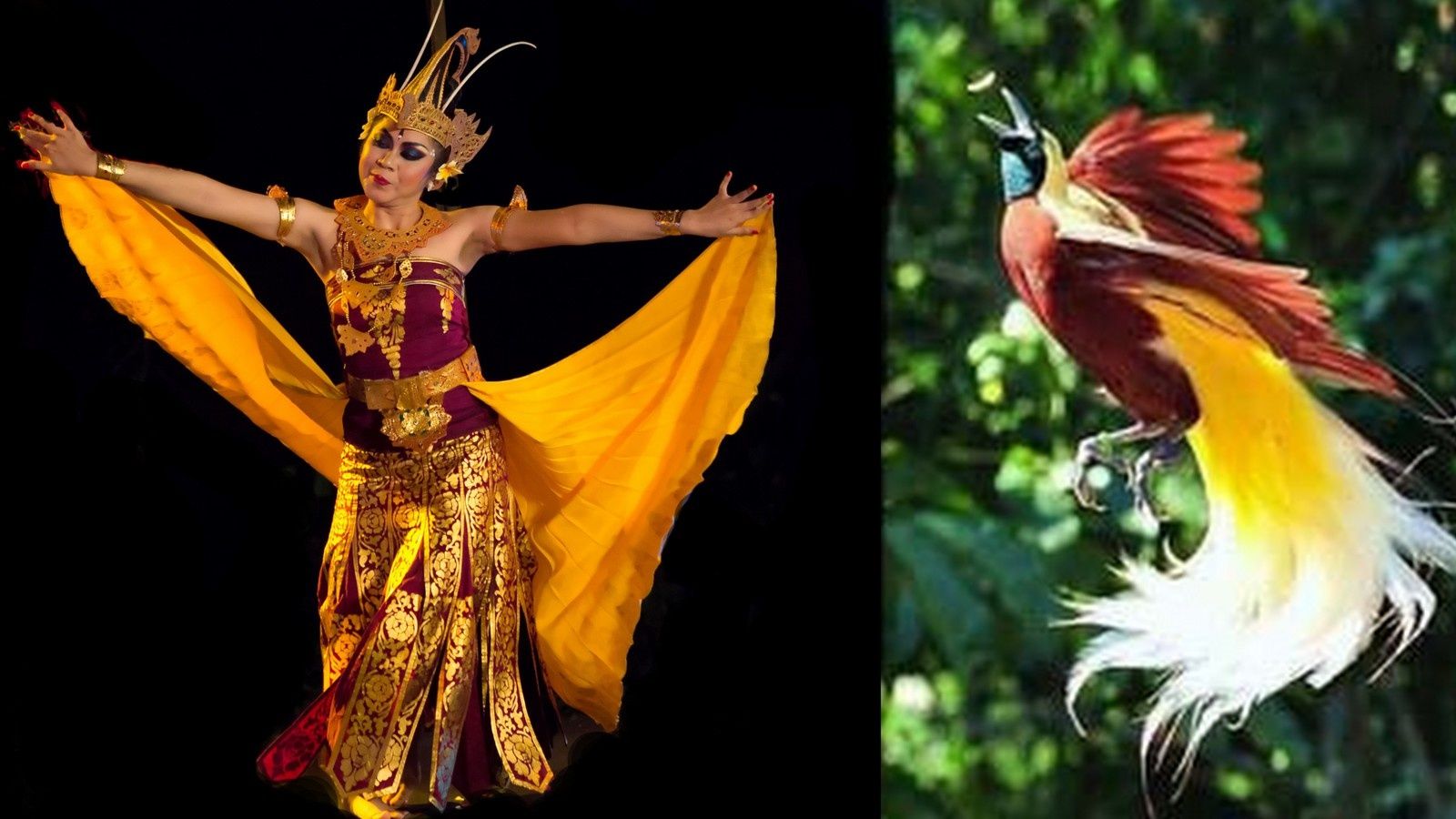 Blog Balibalik La Danse De L Oiseau Du Paradis A Bali Et En