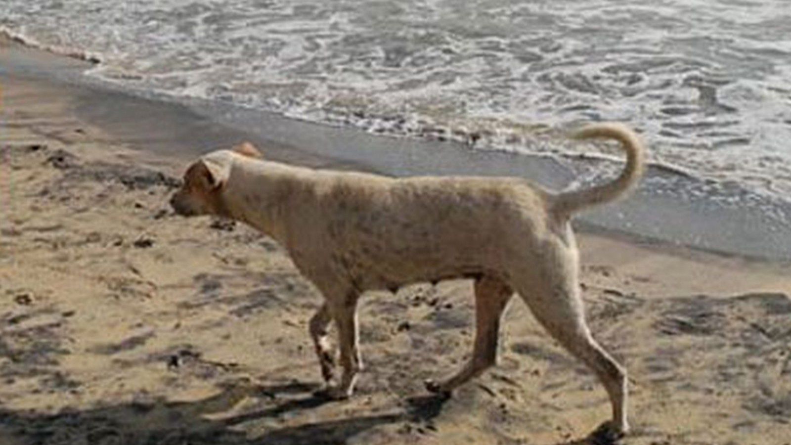 Bali Et Les Chiens Errants Ceremonie Et Sacrifice A Sukawana