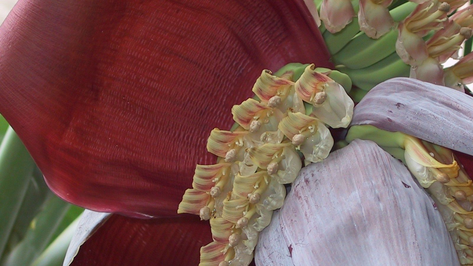 Blog Sur Bali Fleurs Fruits Plantes Bunga Buah Tanaman