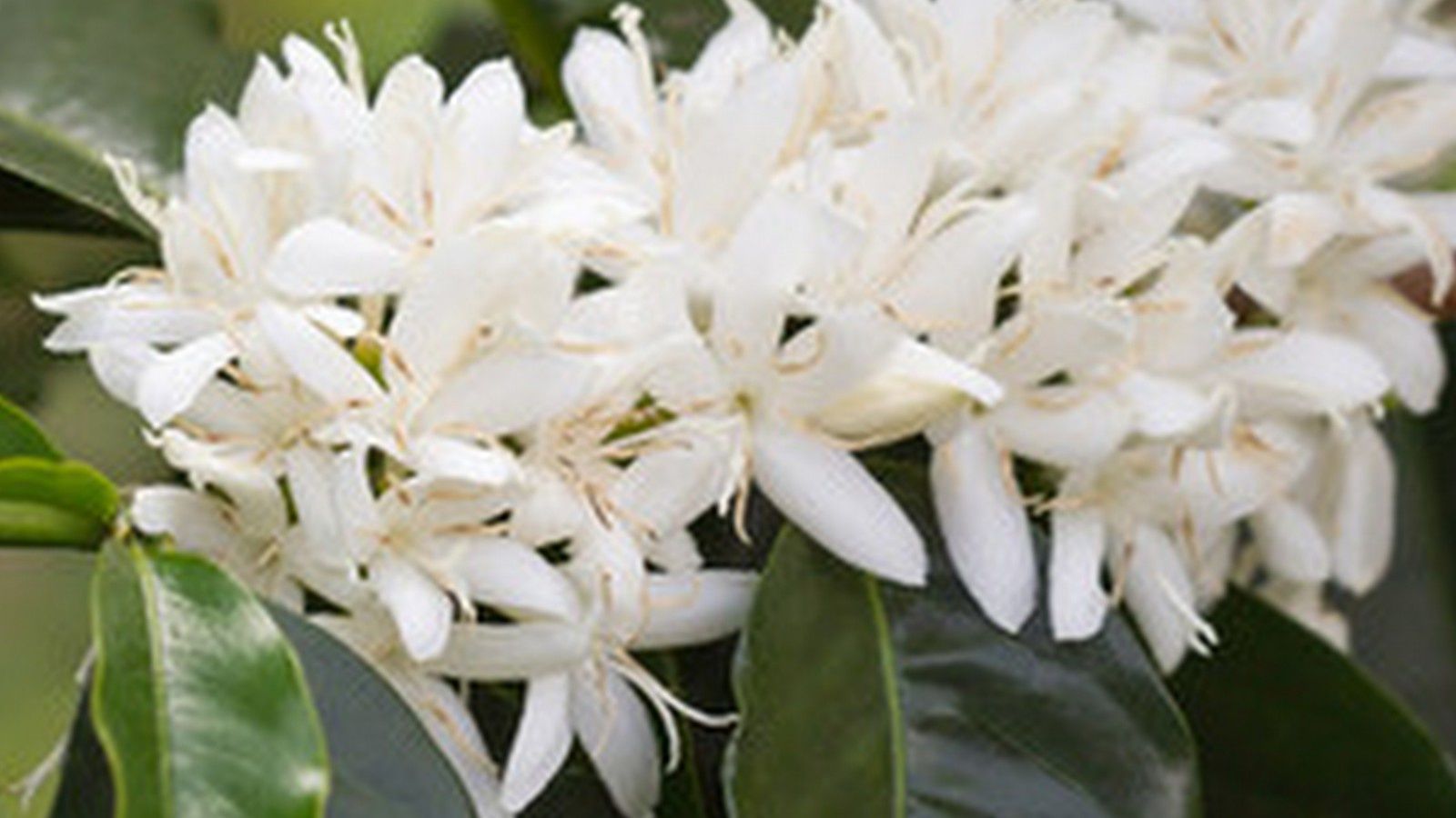 Blog Sur Bali Fleurs Fruits Plantes Bunga Buah Tanaman