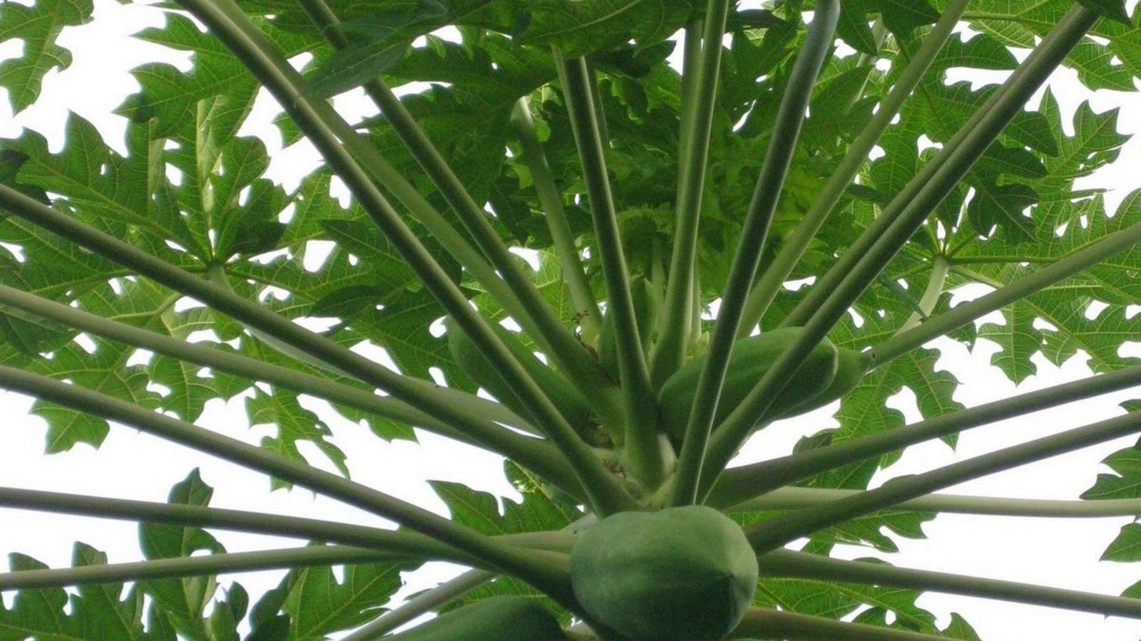 Blog Balibalik Tanaman Di Bali Plantes Fleurs Fruits Bunga