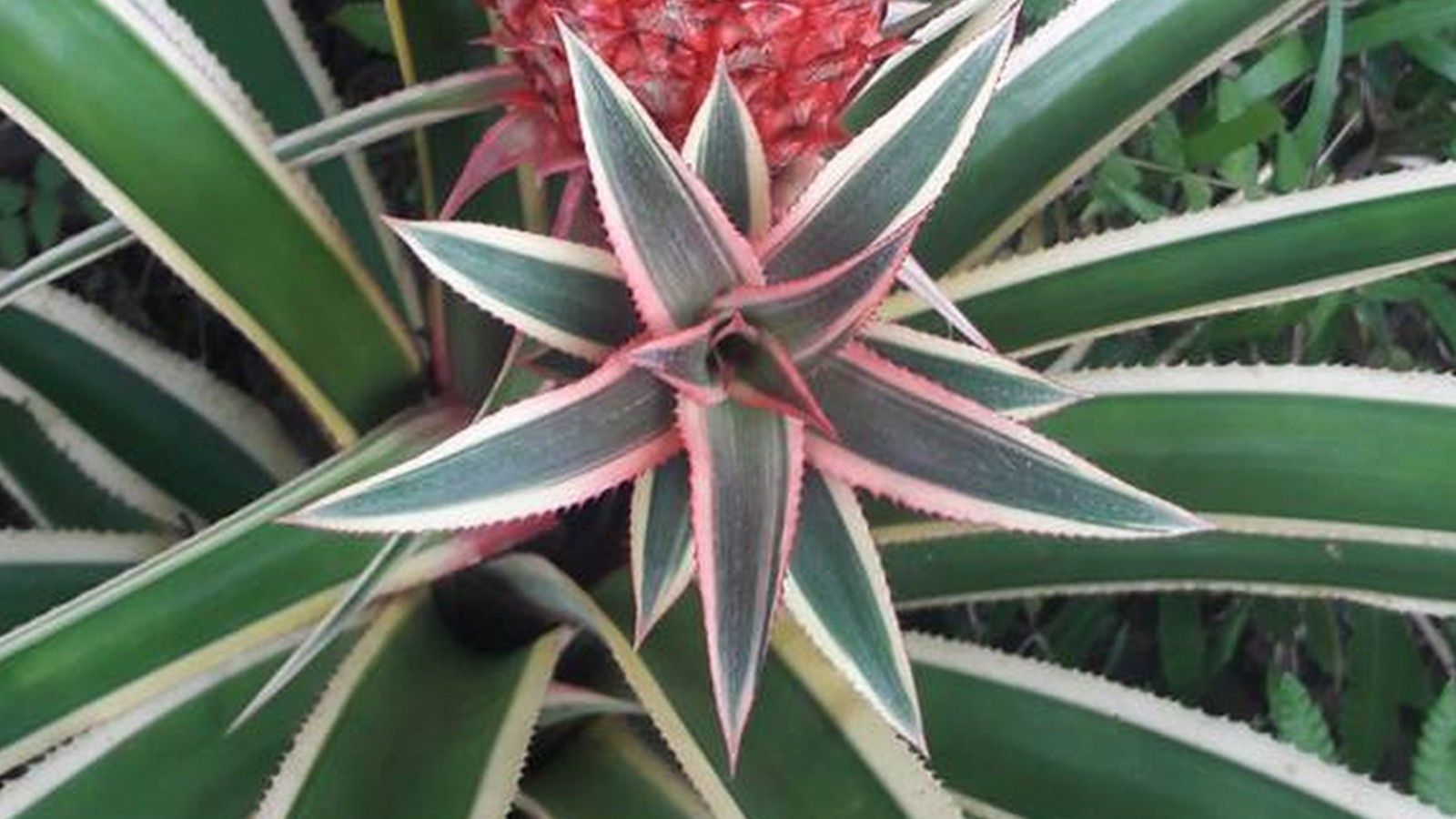 Blog Balibalik Tanaman Di Bali Plantes Fleurs Fruits Bunga