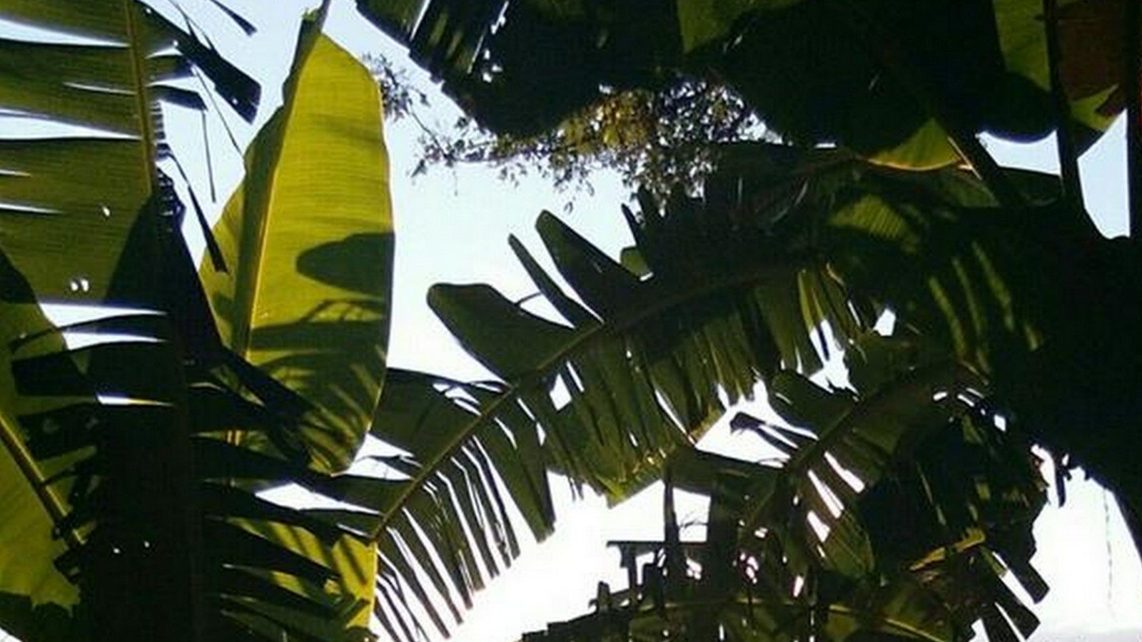 Blog Balibalik Tanaman Di Bali Plantes Fleurs Fruits Bunga