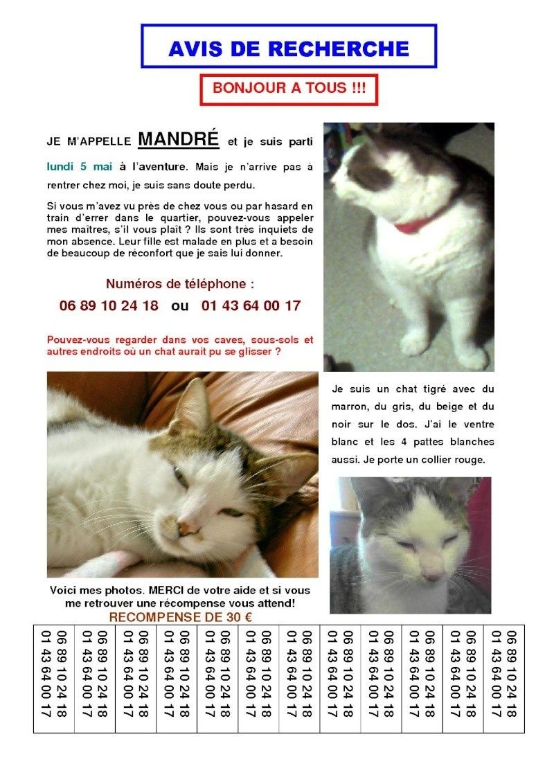 modele affiche chat perdu