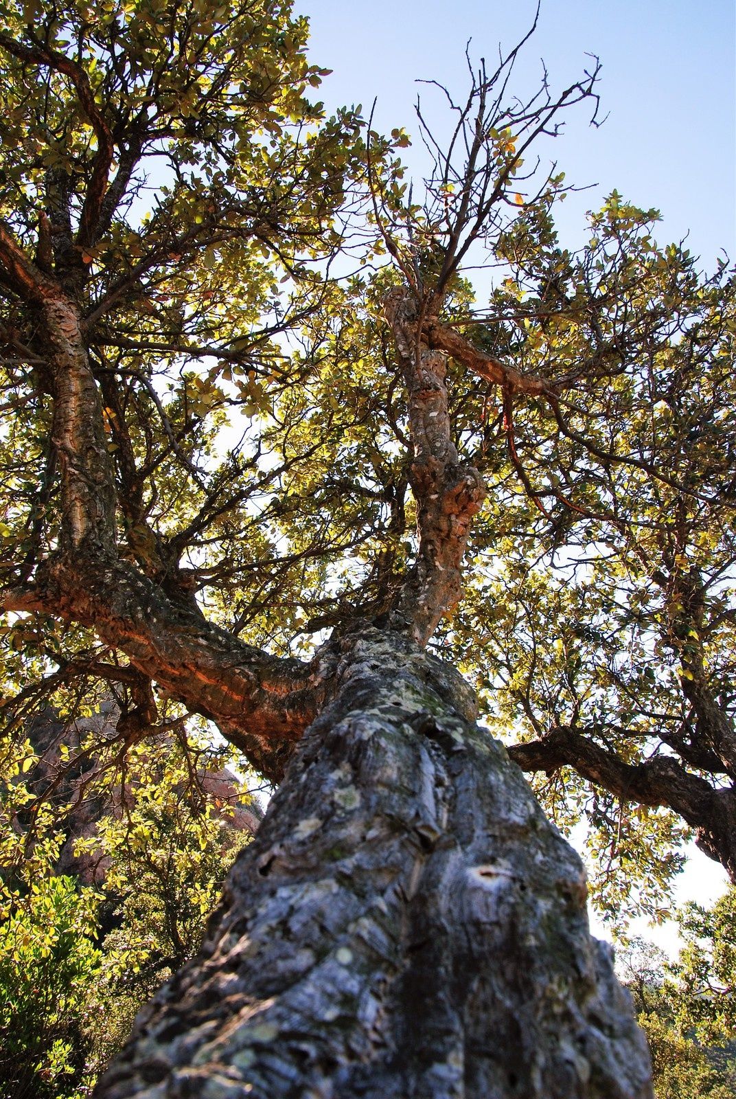 La grotte de Saint Honorat (massif de l'Estérel Var )Balades d'ici et d