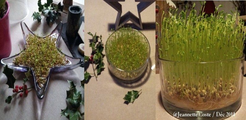 planter du ble et des lentilles le 4 decembre maurs la jolie