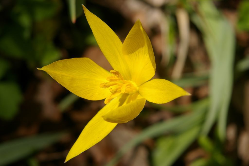 La jolie Tulipa sylvestris qui pousse en Haute Savoie