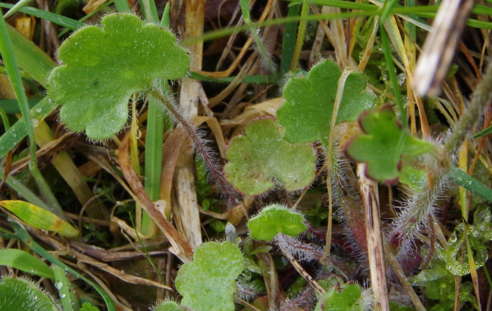 Saxifraga granulata