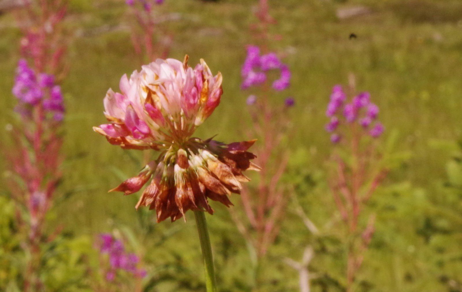 Trifolium pallescens, trèfle pâlissant