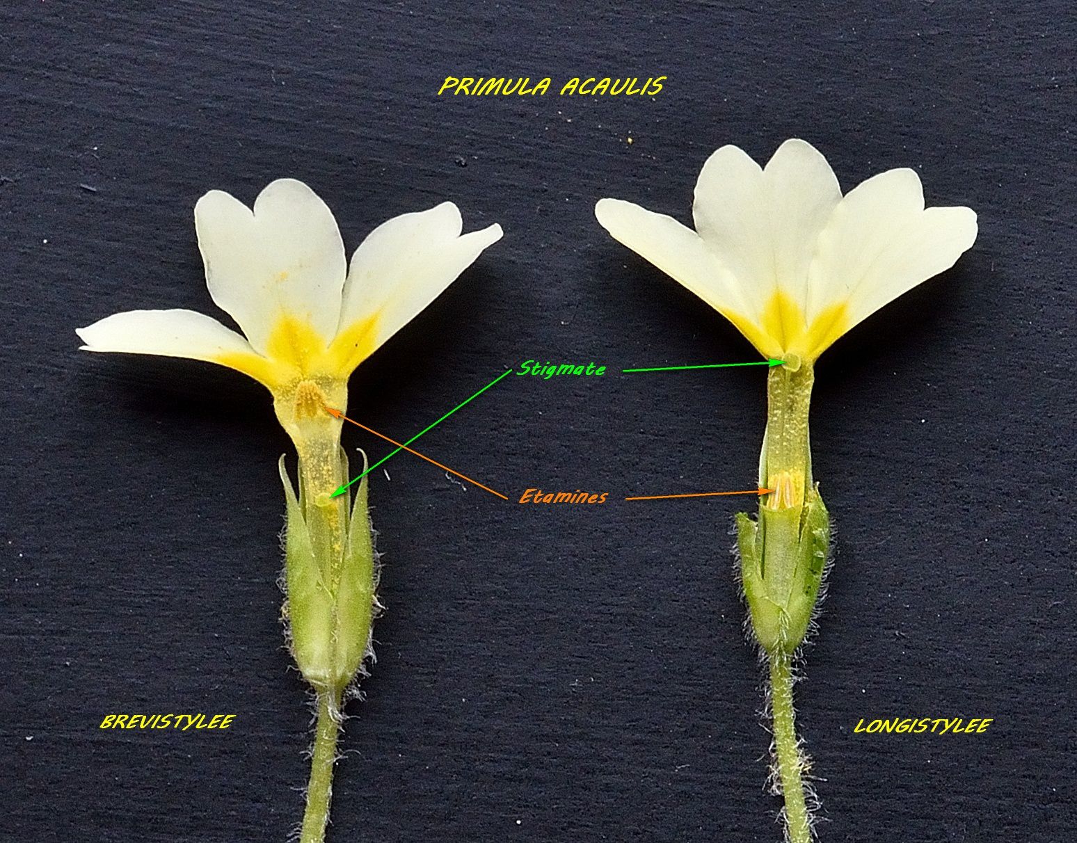 Primula acaulis, en coupe, à droite longistylée, à gauche brevistylée, photo commentée d'André