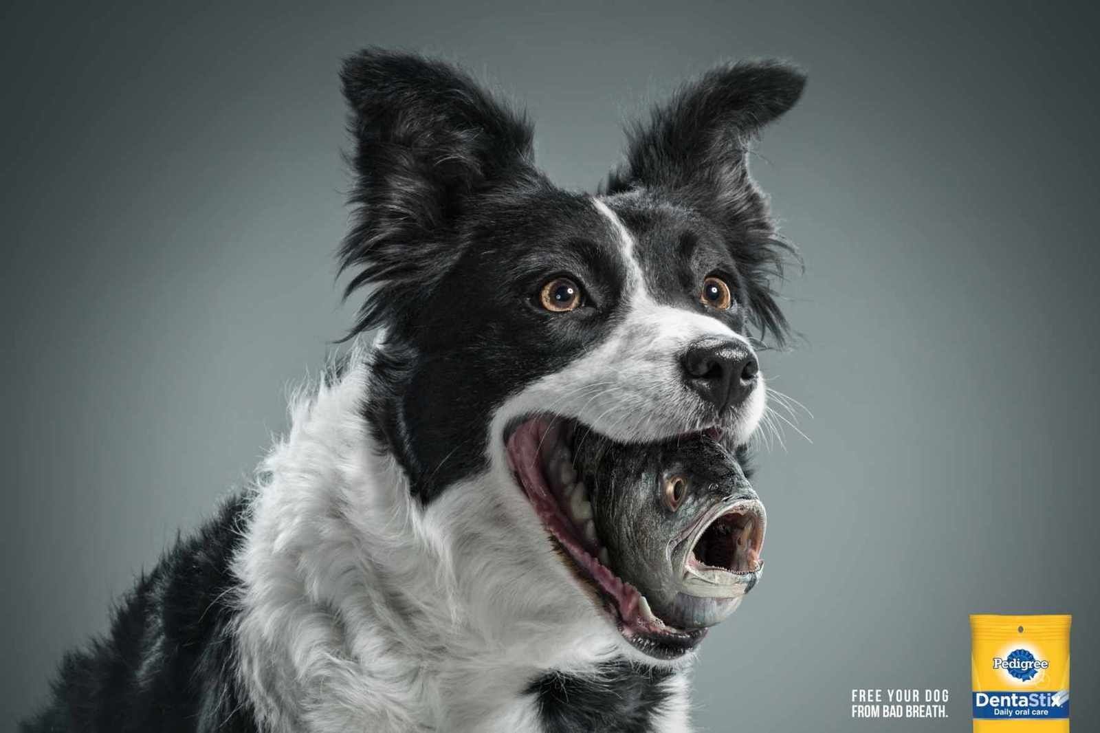 "Free your dog from bad breath" | Agence : BBDO, Mexico, pour les sticks contre la mauvaise haleine des chiens de la marque Pedigree (avril 2014)