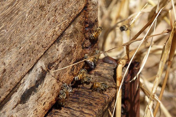 Les abeilles y sont depuis 2 ans, malgré le fait que les villageois ne s'en occupent pas et ne posent pas de hausse.