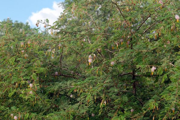 Dichrostachys cinerea (Français : "Mimosa clochette", anglais : "Sickle bush")