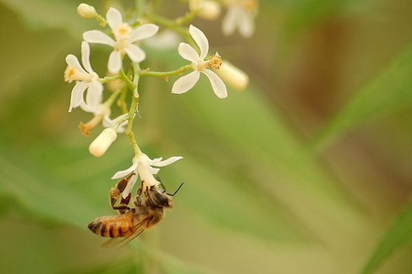 Abeille collectant du pollen sur une fleur de Neem