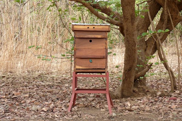 Installation du deuxième élément de la Warré en ouvrant l'entrée du dessus : j'espère ainsi attirer plus facilement les abeilles qui n'ont pas l'habitude de voler très bas.