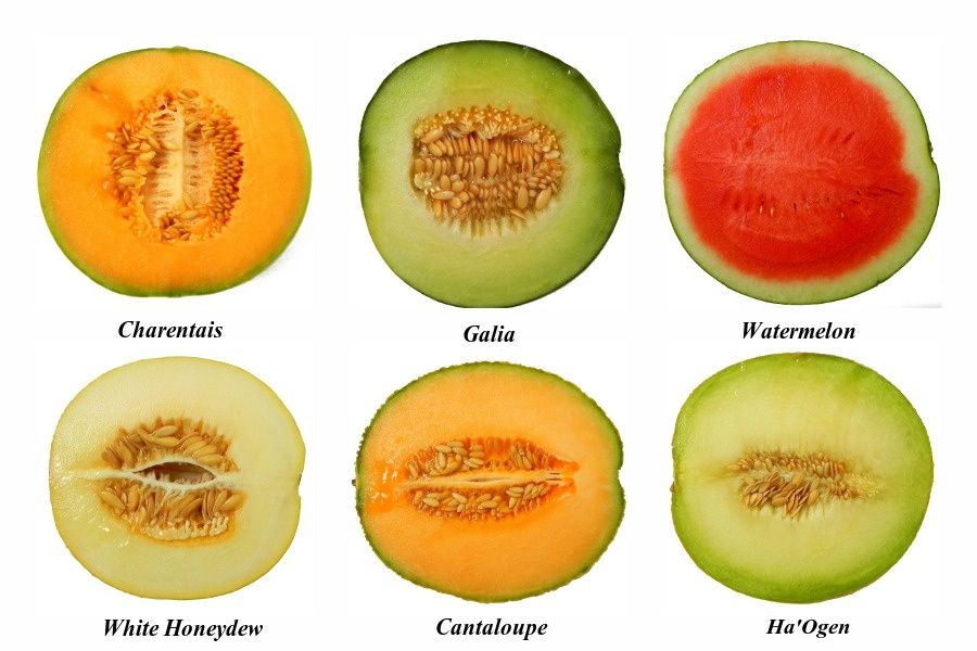 Kigo melon Lenaïg, Coucou du haïku Le blog de Lenaïg