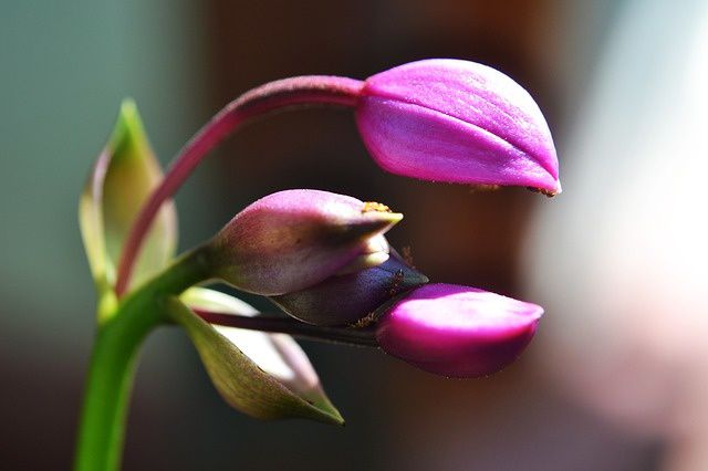 http://pixabay.com/fr/fleur-fourmis-bourgeons-floraux-204975/