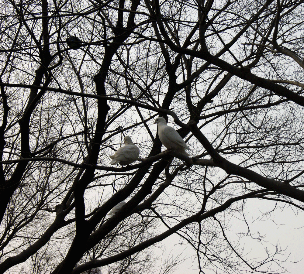 Pigeons 2.0