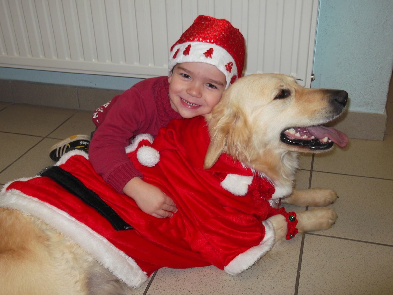 chiens rencontre