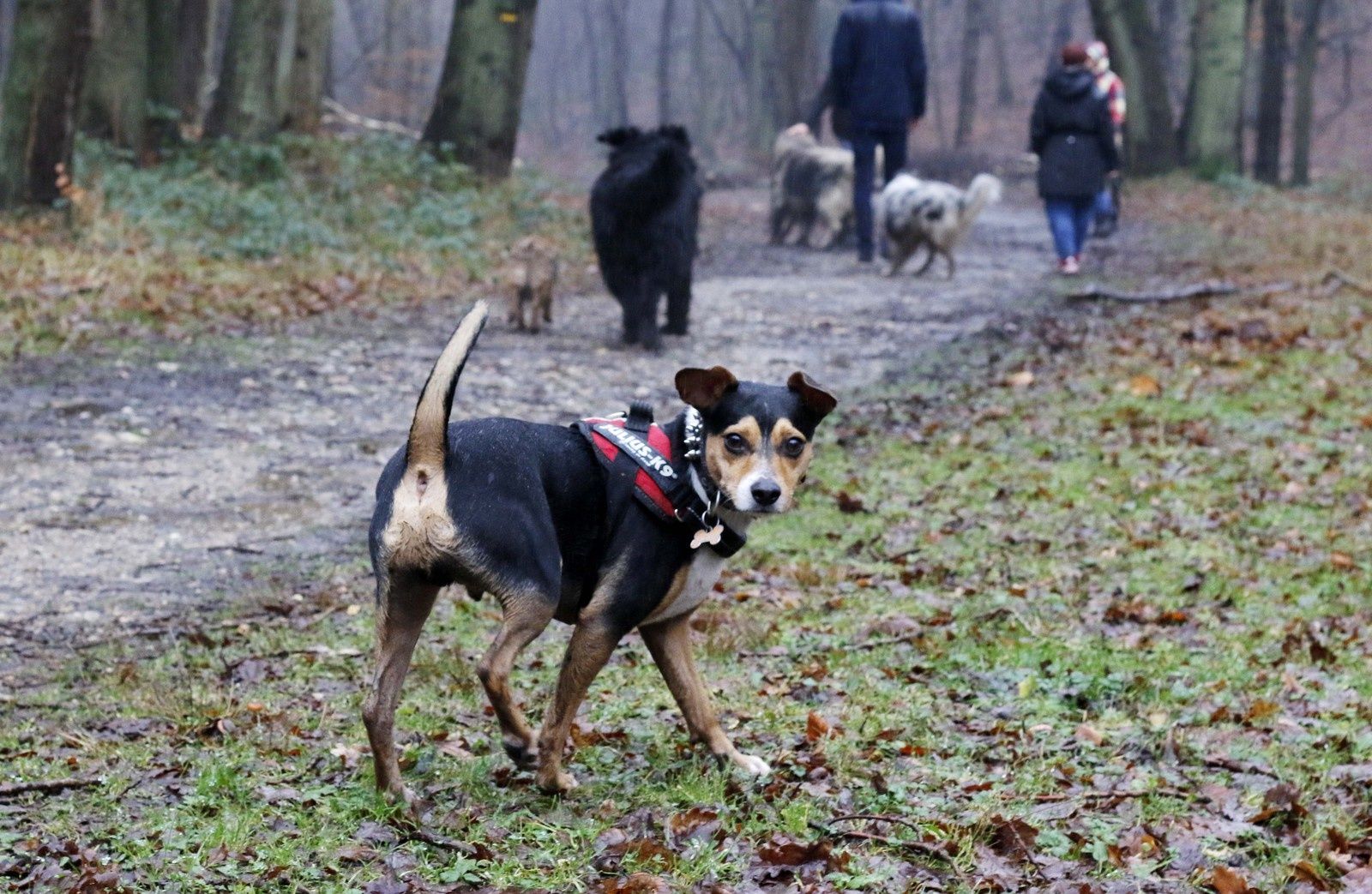 rencontre chiens com