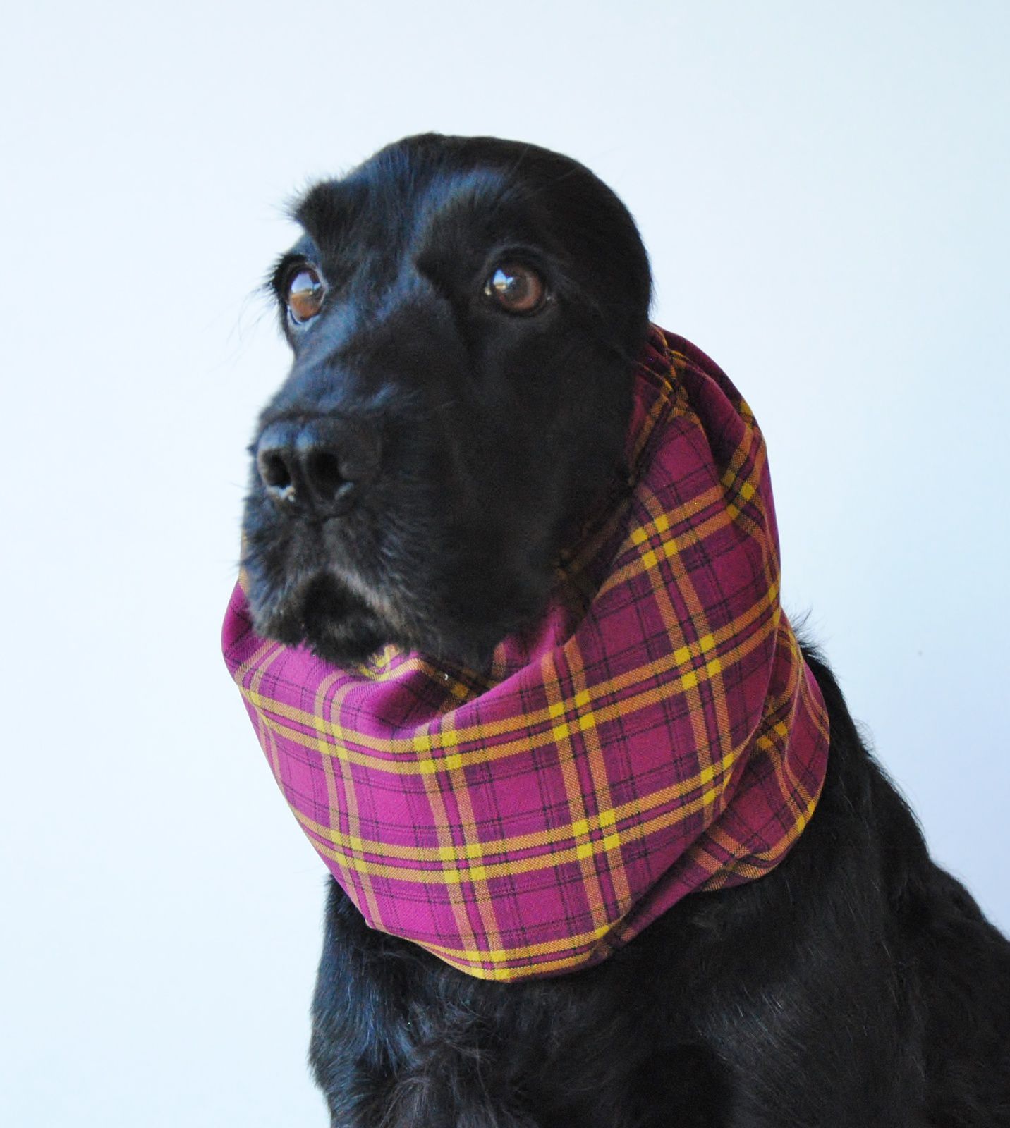 Le Snood pour chien. - Le blog de