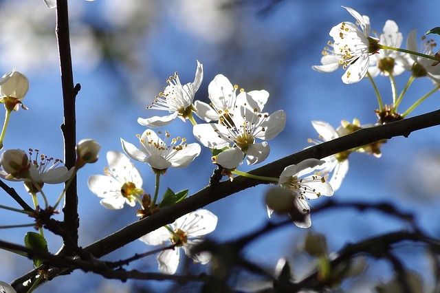 a la rencontre du printemps careme
