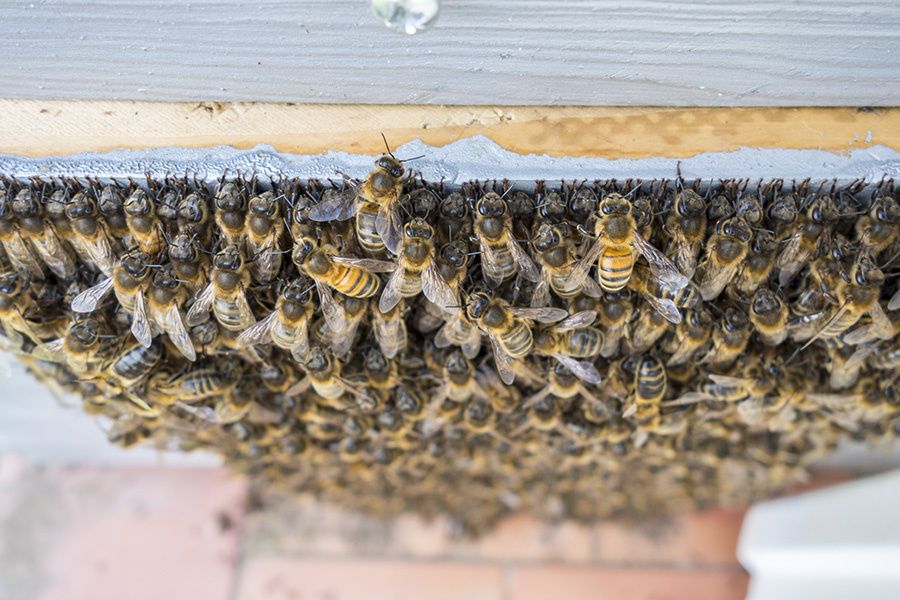 L'essaimage me met les abeilles...