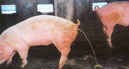Porcine Epidemic Diarrhea Still a Threat - Cerdo Mexicano