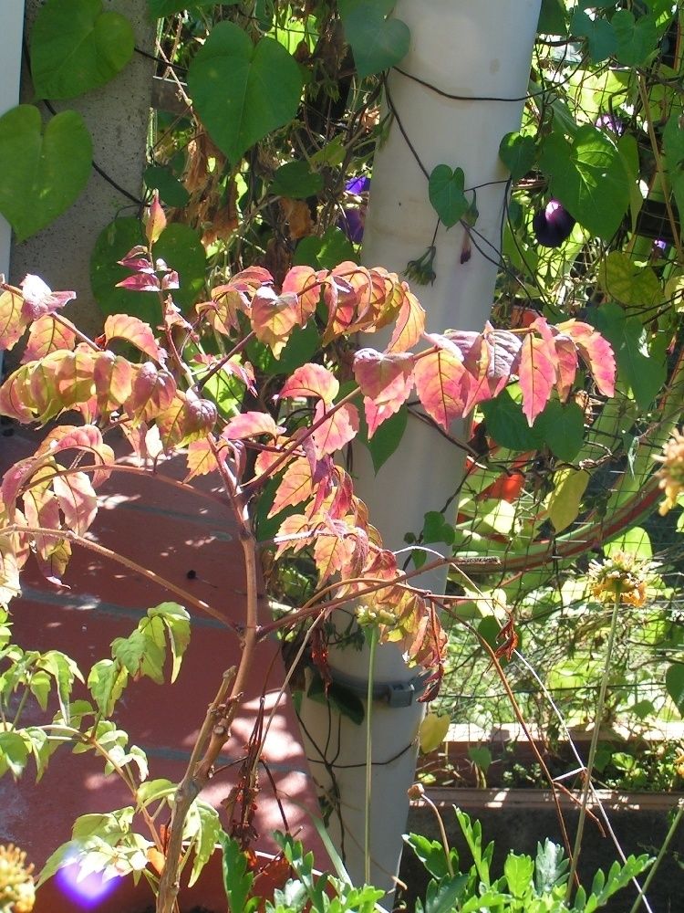Feuilles D Automne Le Blog De Poulbot 66