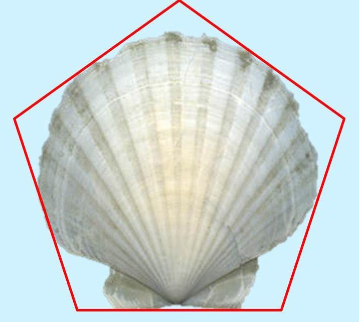 "La coquille St Jacques" Ses vertus et son utilisation Université