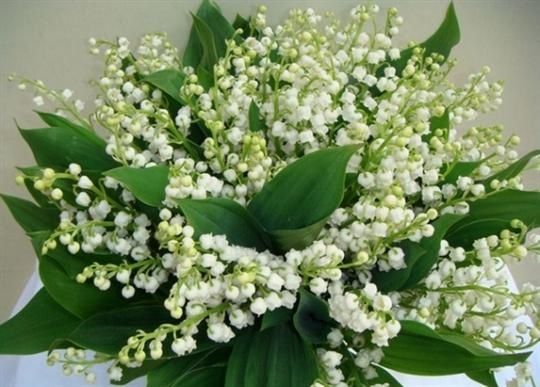 http://img.over-blog-kiwi.com/0/80/80/67/20150501/ob_efd7d8_muguet.jpg