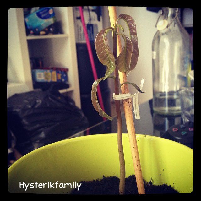 Comment nous sommes devenus accro au jardinage (DIY dedans)