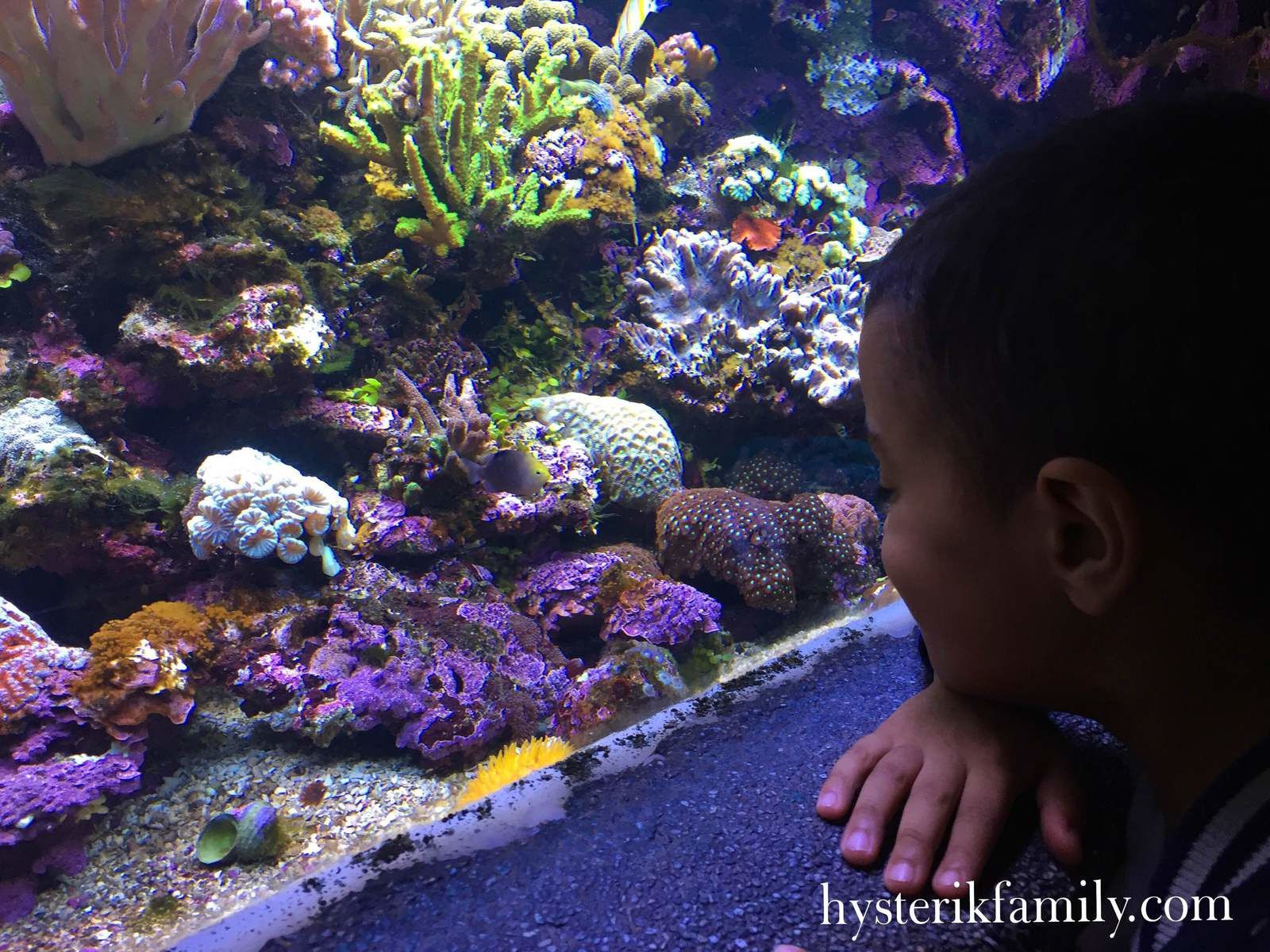 L'aquarium tropical de Porte Dorée - Sortie en famille à Paris -  Hysterikfamily