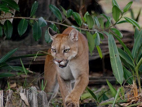 puma noir guyane puma noir guyane