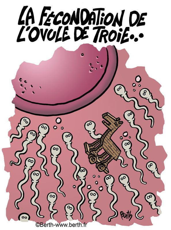 l ovulation en image