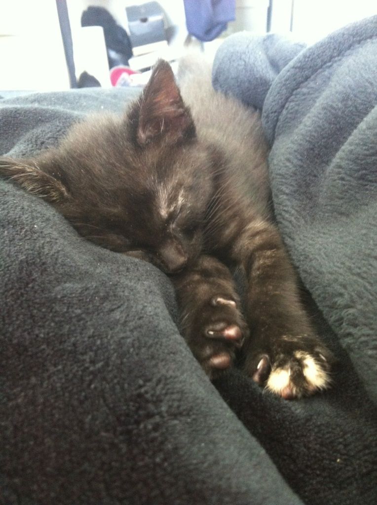 chaton a adopter 21 chaton a adopter 21