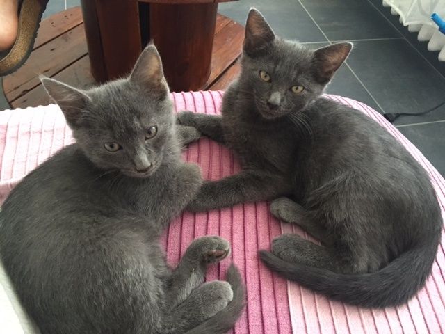 forum chat rencontre