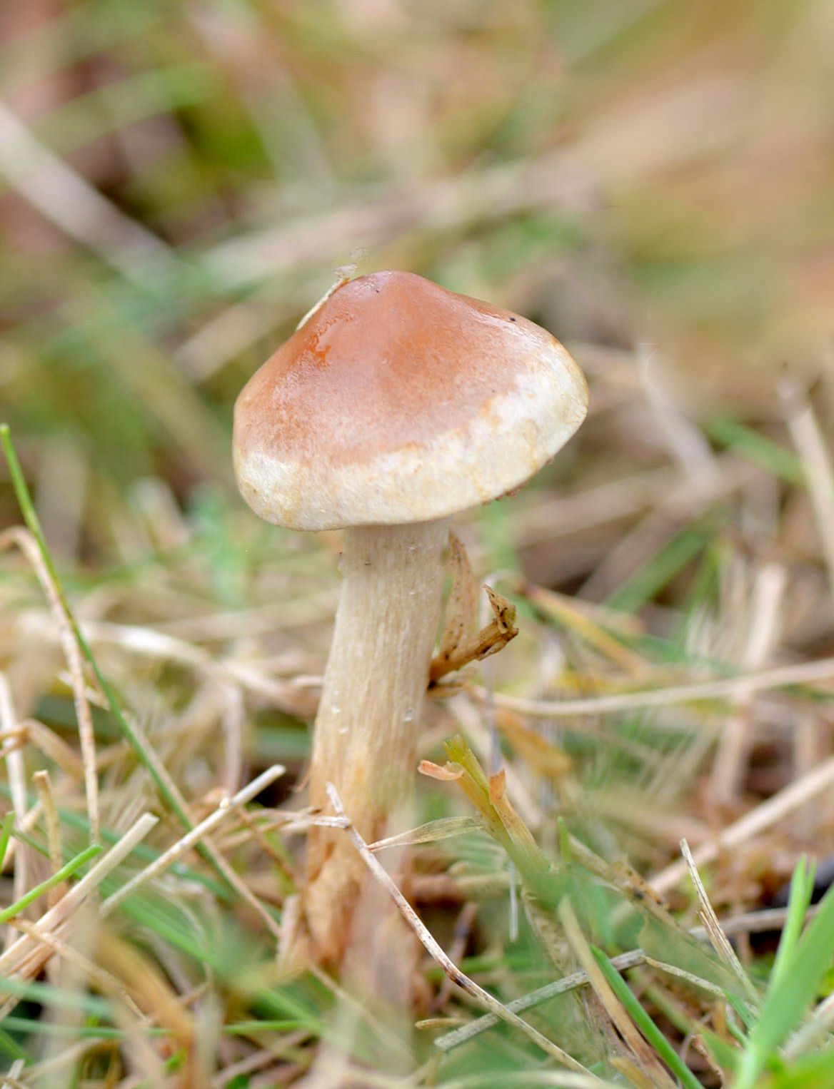 Les mini-champignons d'automne - 1