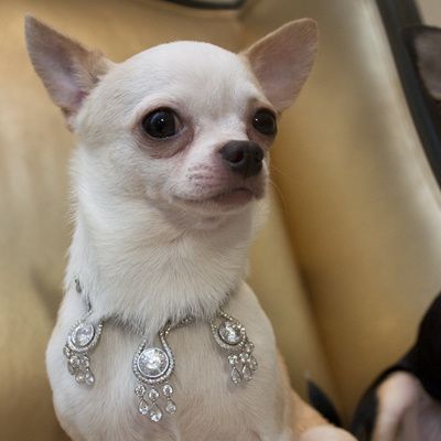 2,4 millions d'€ ! Le collier pour chien le plus cher du monde - LE PLUS  CHER DU MONDE