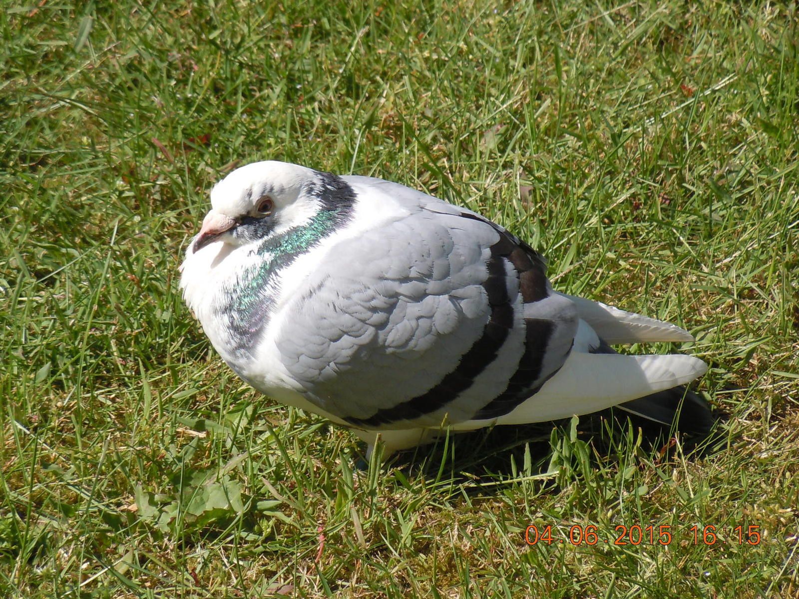 Le pigeon voyageur qui ne voulait pas rentrer chez lui Histoires vraies d