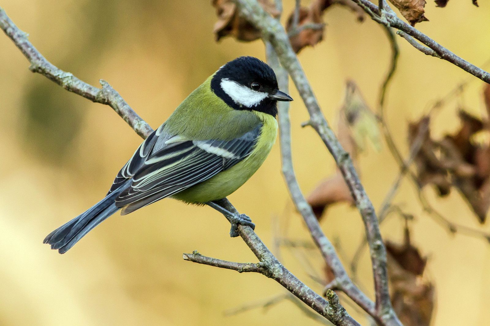 La Mésange Charbonnière (Parus major)