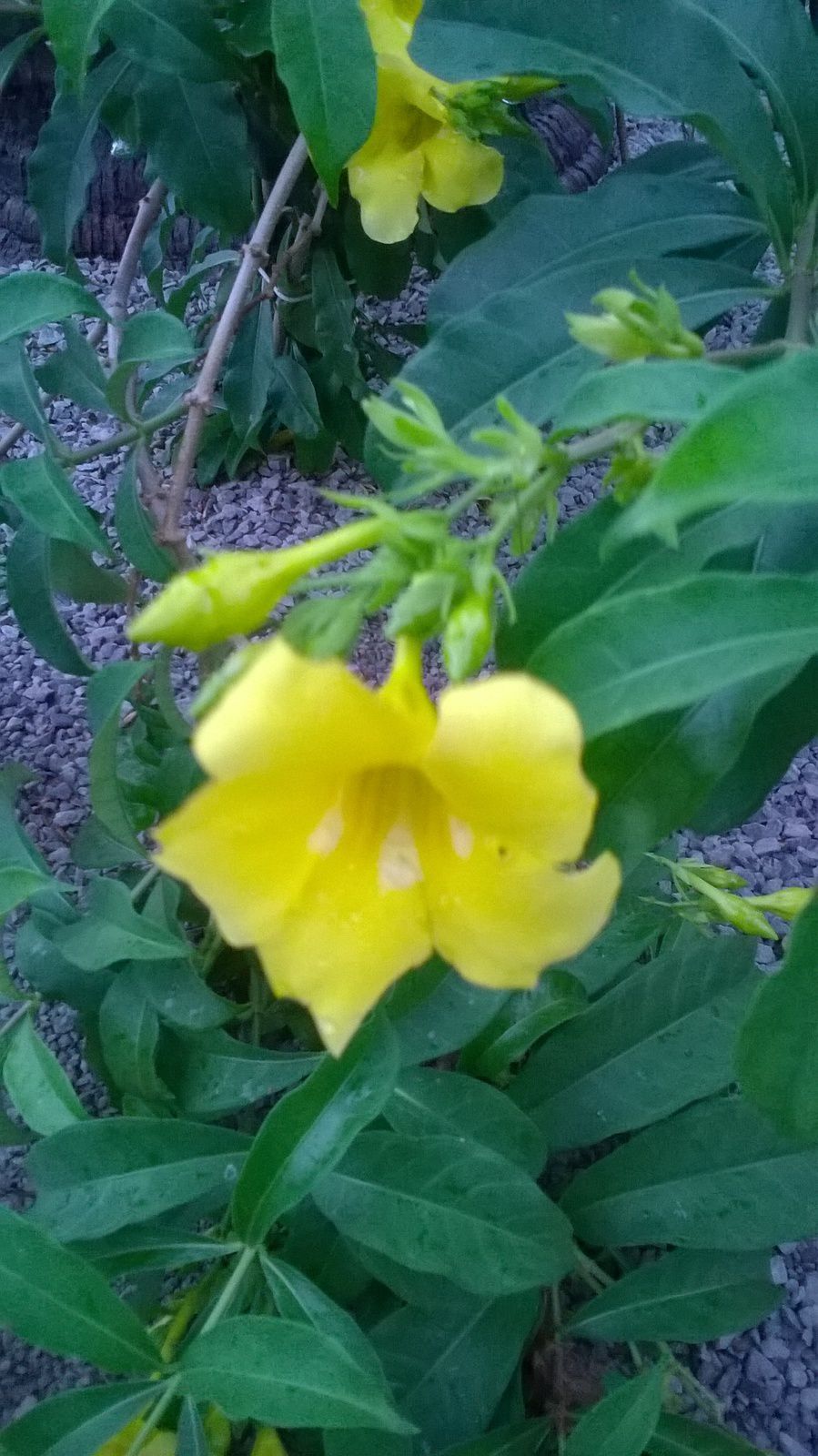 une fleur jaune, non elle a un nom