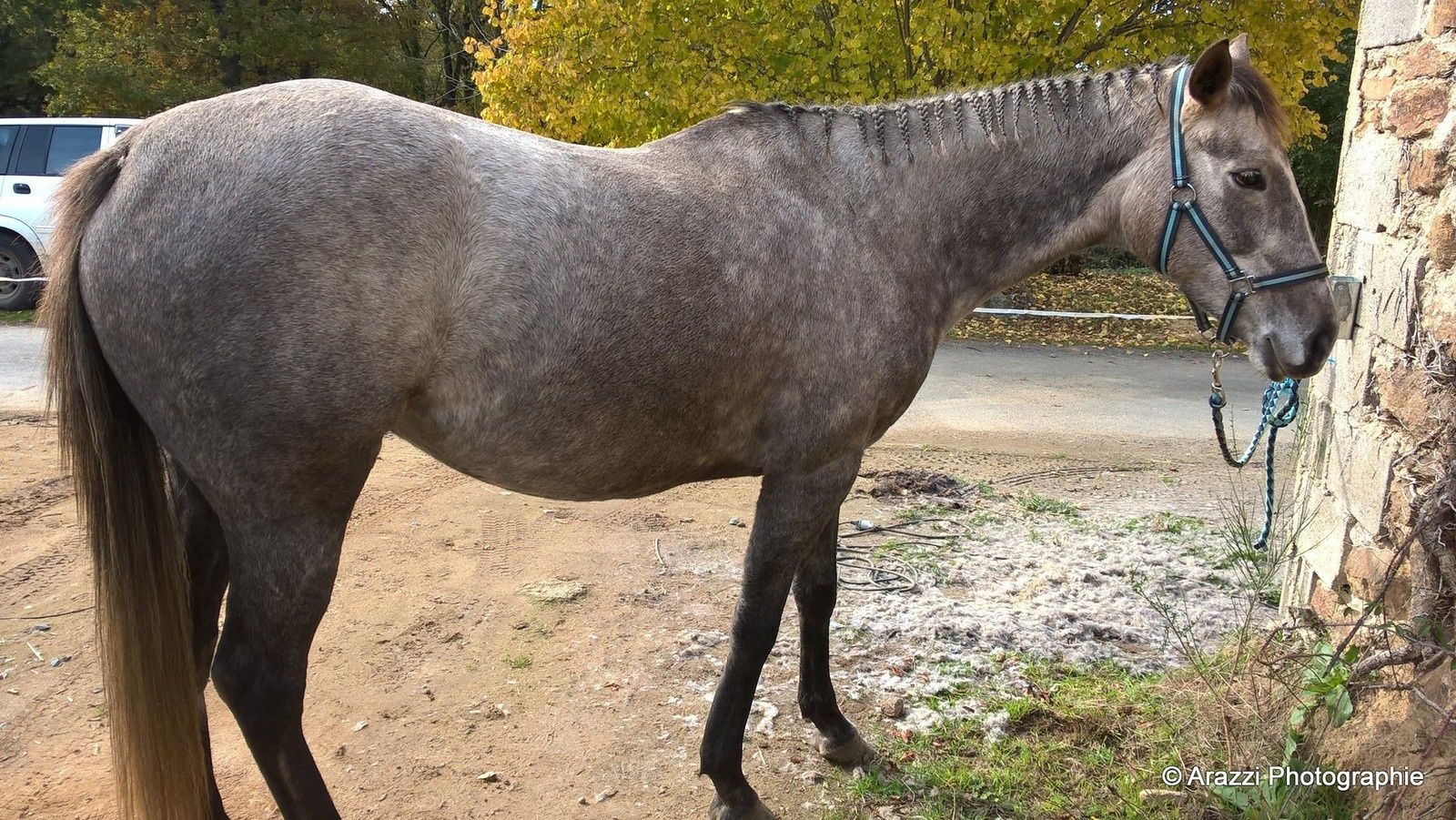 rencontre milieu cheval