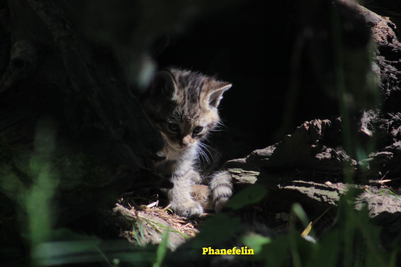 chat maubeuge