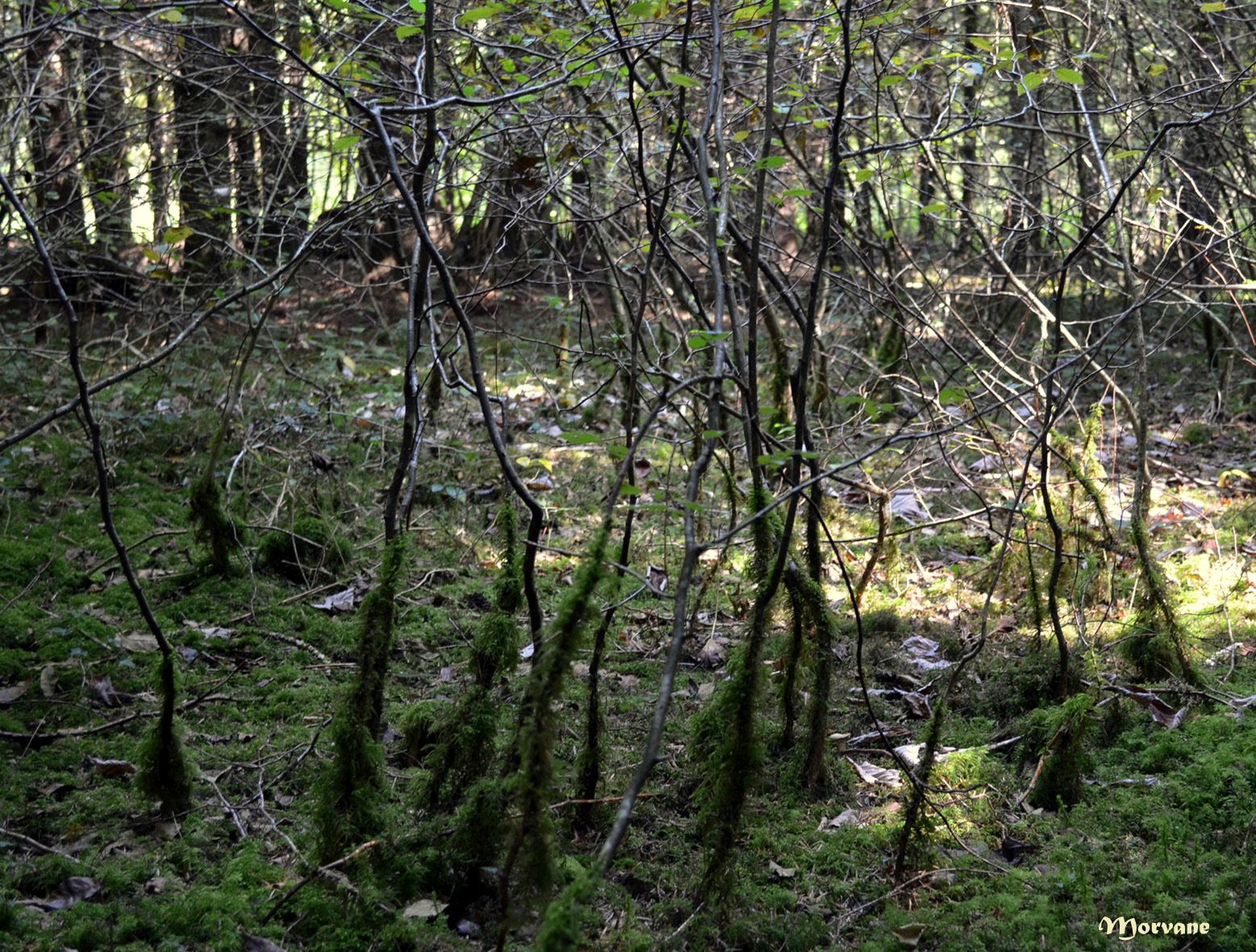 Petit intermède mycologique.